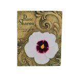 4pk rose of sharon 870004 | bulk buys