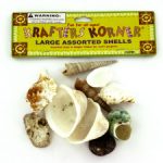 Natural craft shells, assorted shapes and sizes