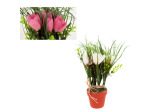 flowers in round pot asst | bulk buys