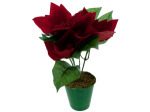 8 inch red potted poinsettia | bulk buys